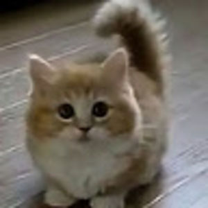 Meet your Posher, Gabe